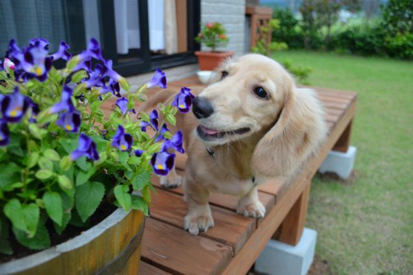 ウッドデッキの設置